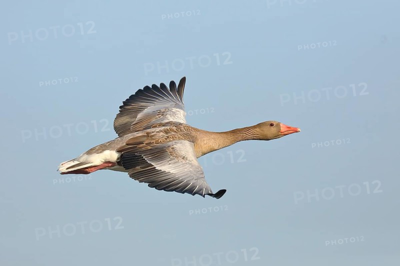Greylag goose