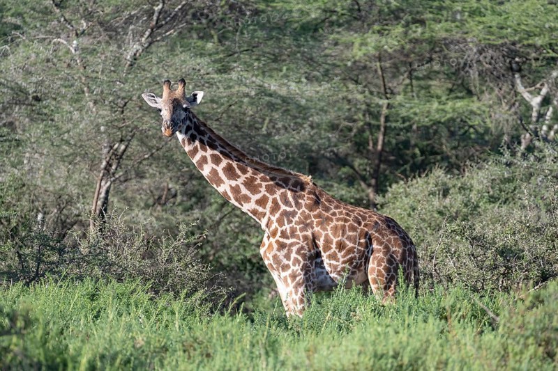 Masai giraffe