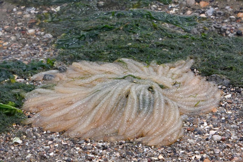 Washed-up spawning ball of the compass jellyfish