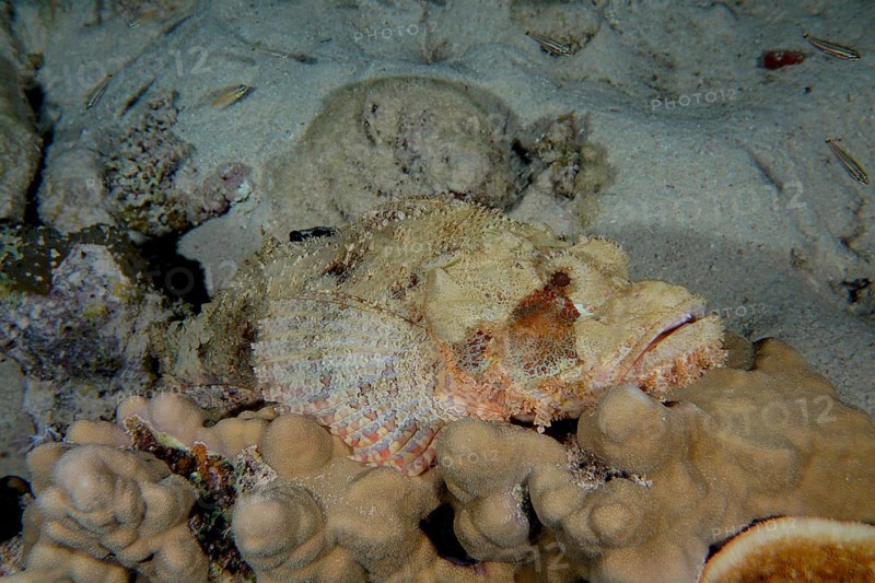 Tassled scorpionfish