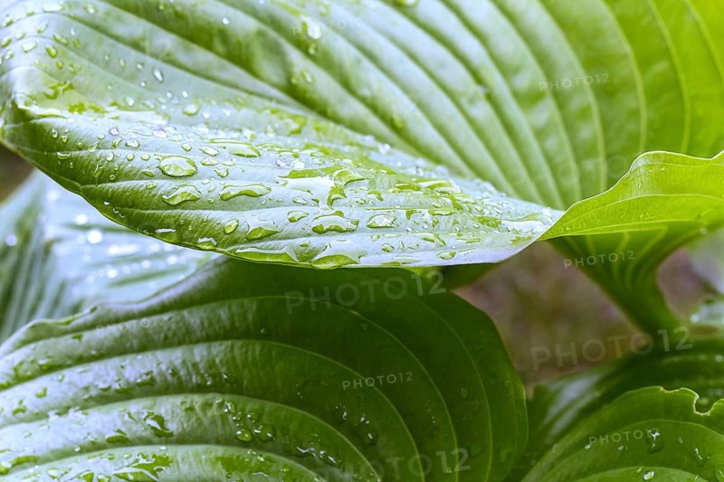 Large green leaves with drops of rain or dew. Beautiful