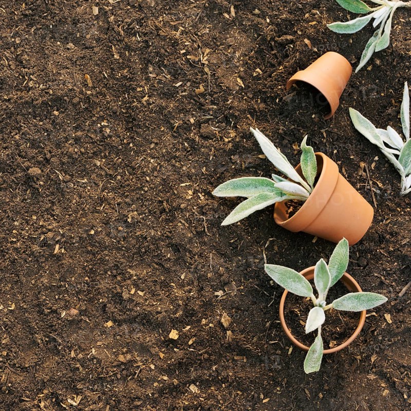 Flowerpots with plants ground