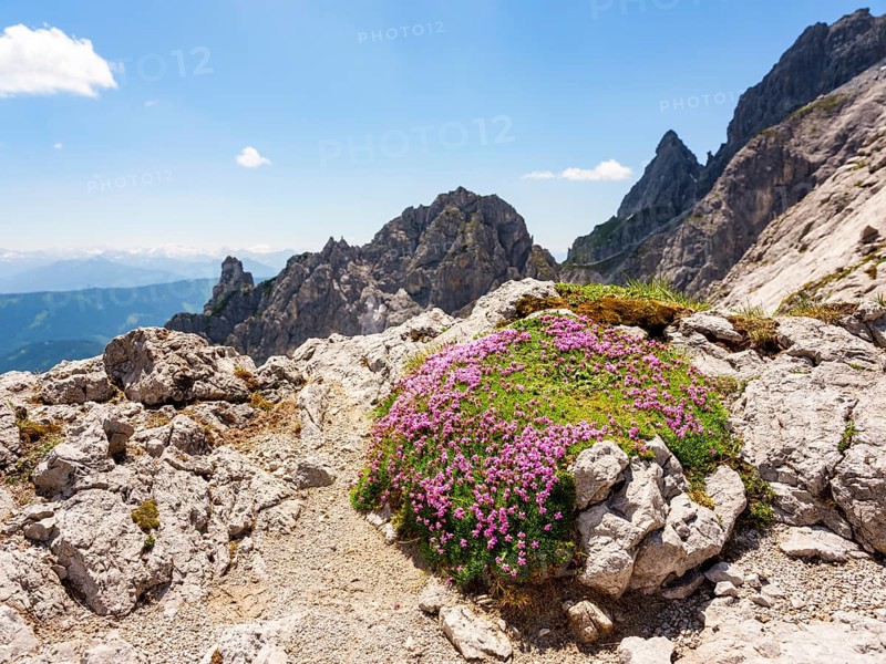 Moss campion