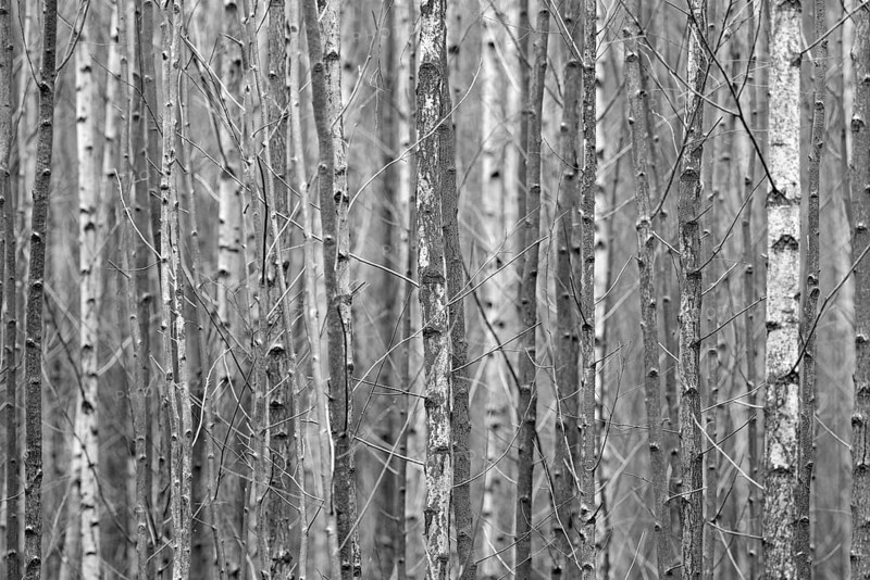 Deciduous forest