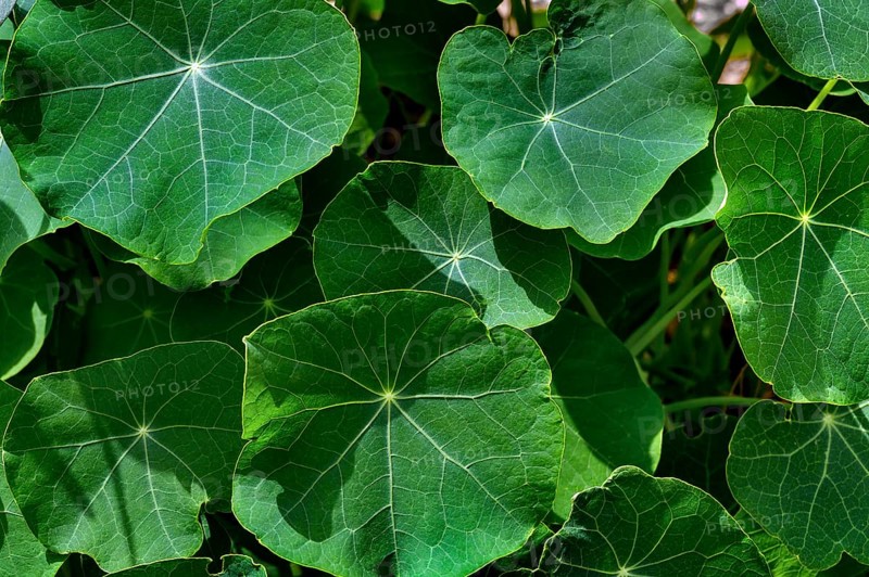 Leaves of the nasturtium