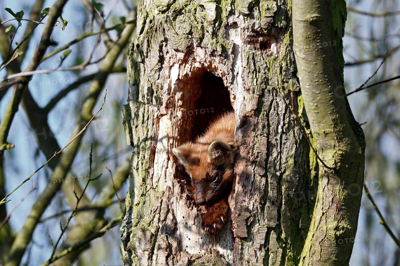 Pine marten