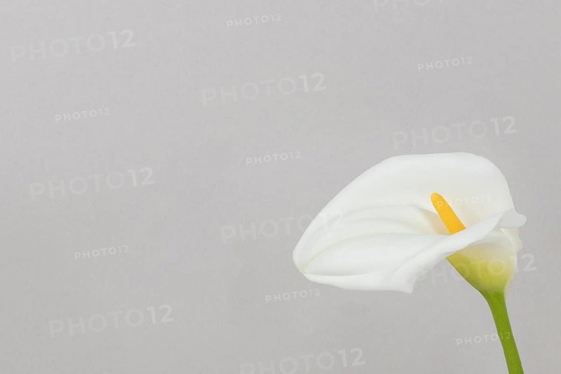 Copy space blooming flower