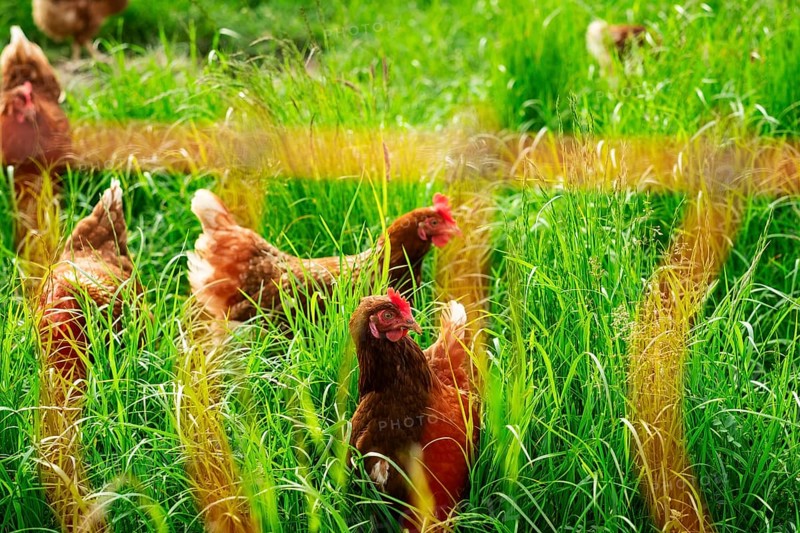 Free-range chickens in a meadow in Langenfeld