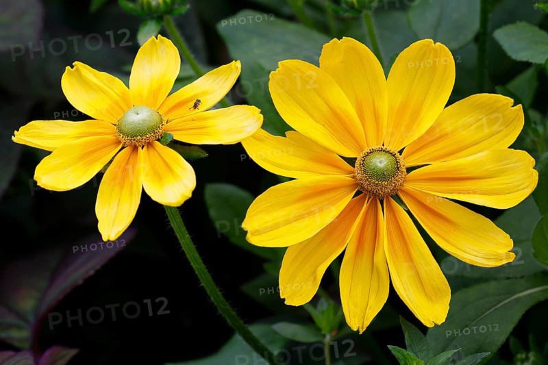 Rough coneflower variety Irish Eyes