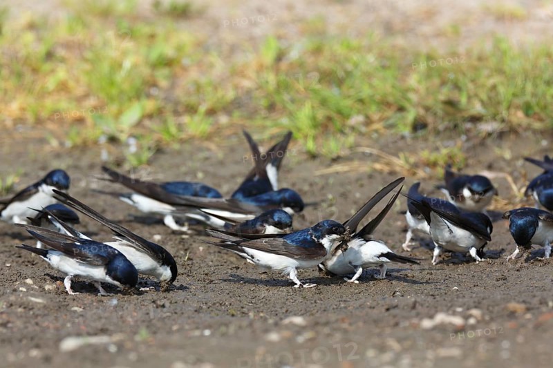 Common house martin