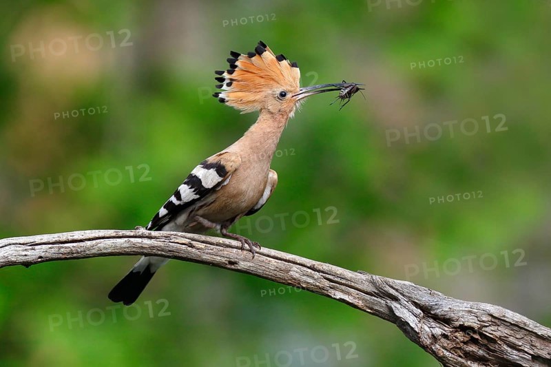 Hoopoe