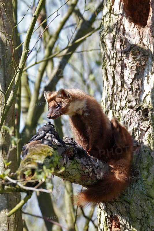 European pine marten