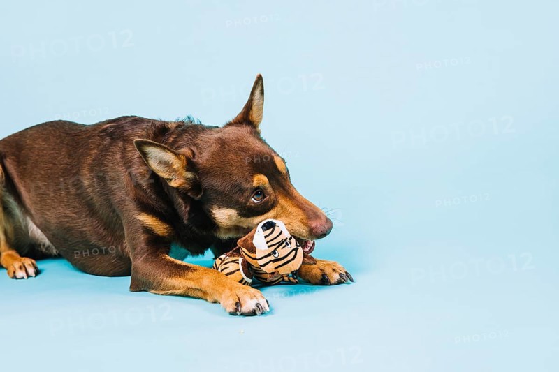Dog with toy
