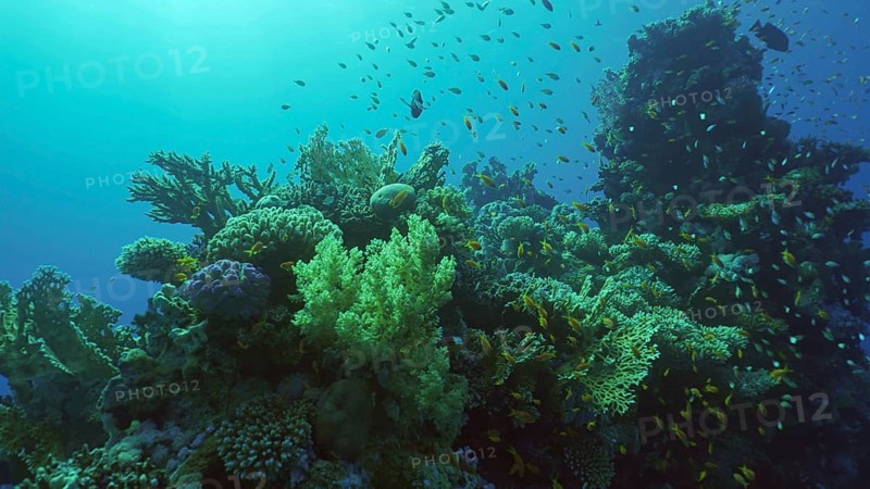 Beautiful tropical coral reef in coral garden in blue deep sea colorful fish swims around reefs