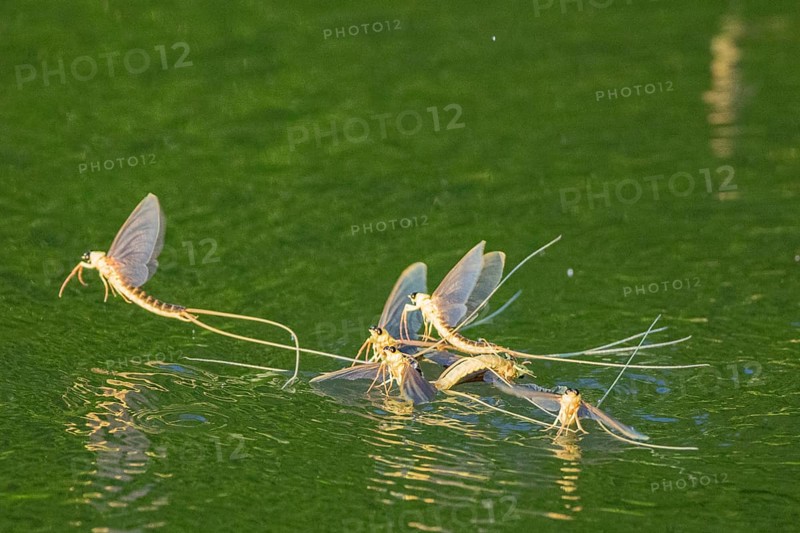 Mayfly