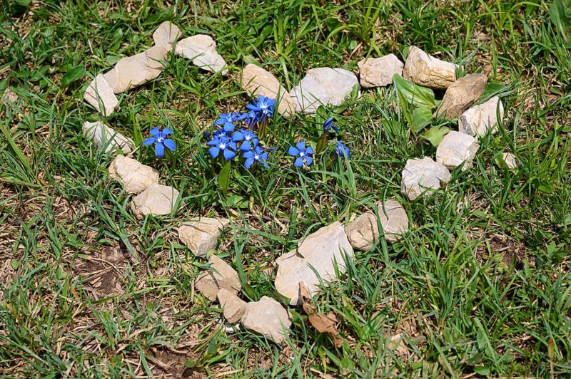 Heart of stones framing spring gentian