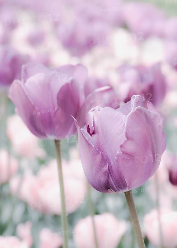 Opium poppy