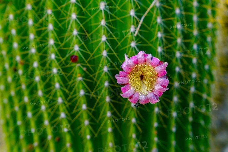 Close-up of a Neobuxbaumia Polylopha cactus with colorful flowers