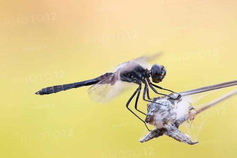 Black darter