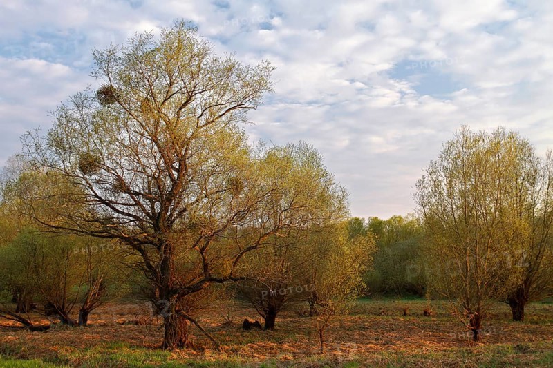 Evening mood in the floodplain forest