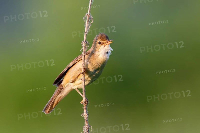 Marsh Warbler