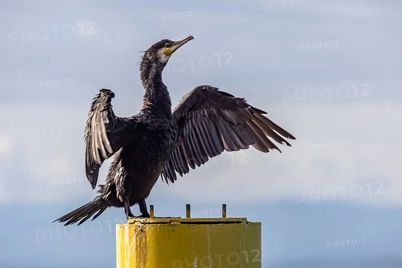 Cormorant