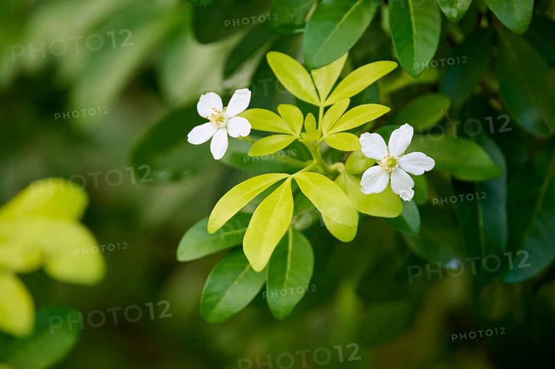Mexican orange blossom
