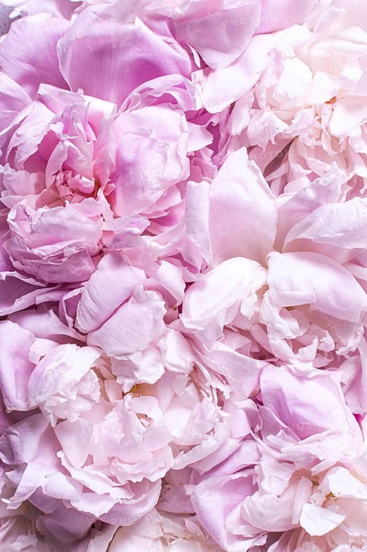 Top view peony petals flowers