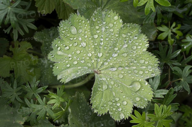 Lady's mantle