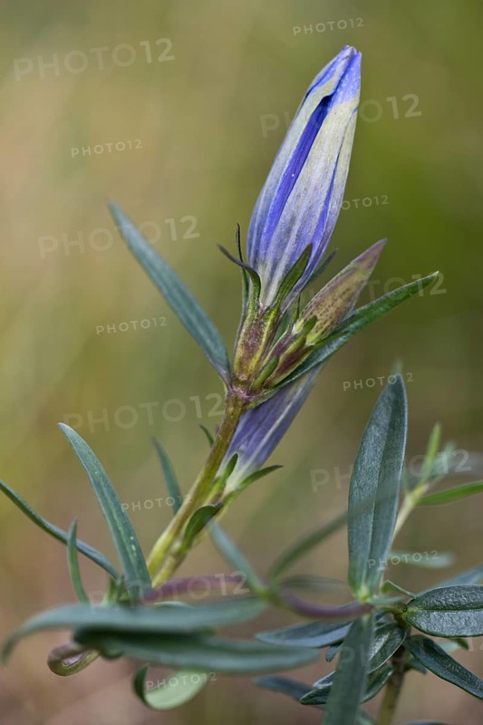Marsh gentian