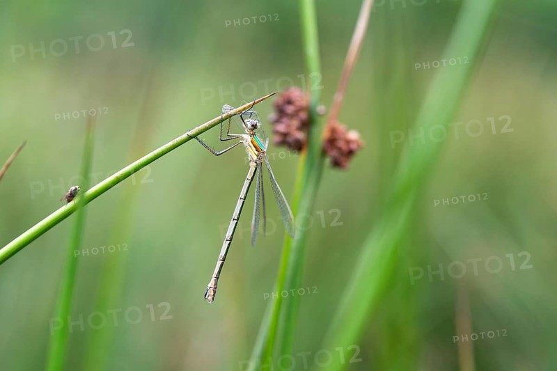 Emerald damselfly