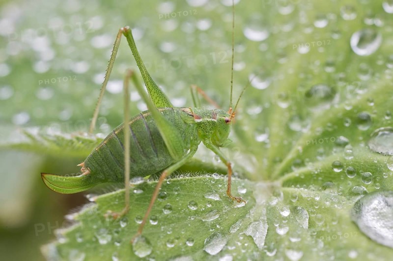 Speckled bush-cricket