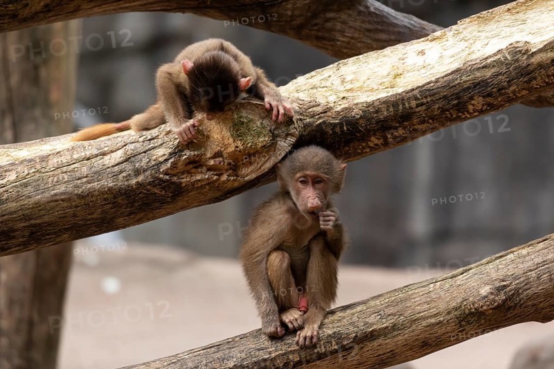 Hamadryas baboons