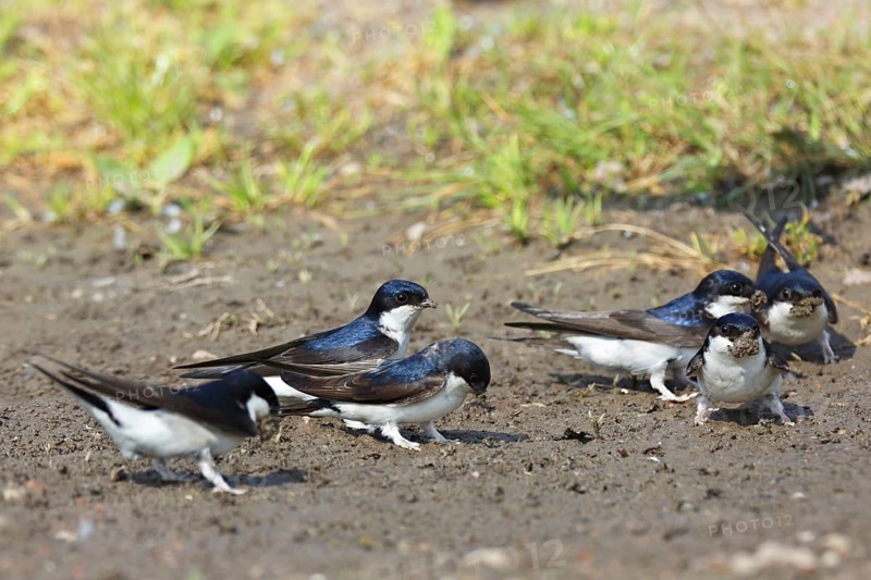 Common house martin