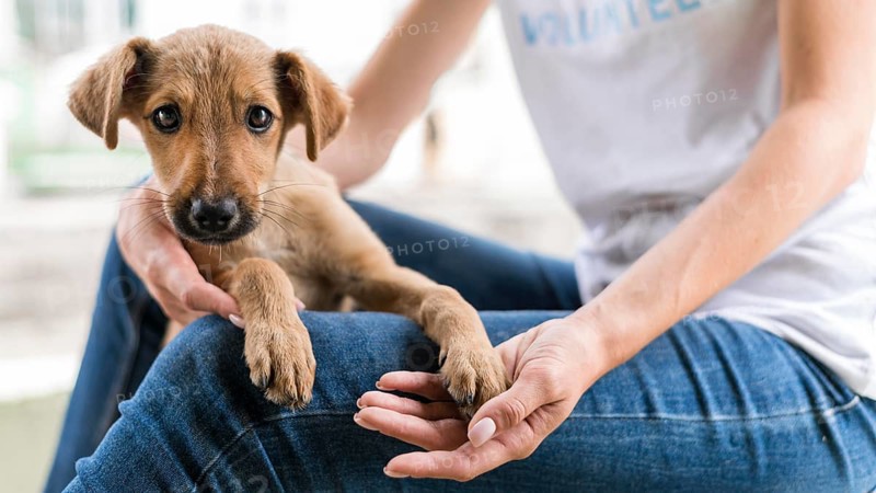 Cute rescue dog shelter being held by woman