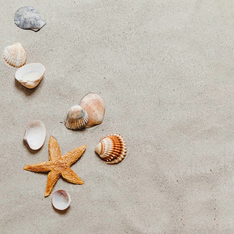 Starfish shells beach