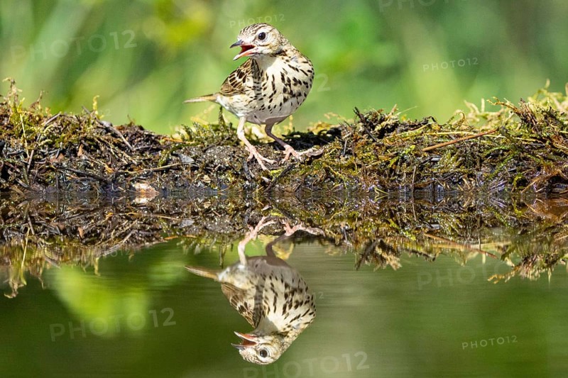Tree Pipit
