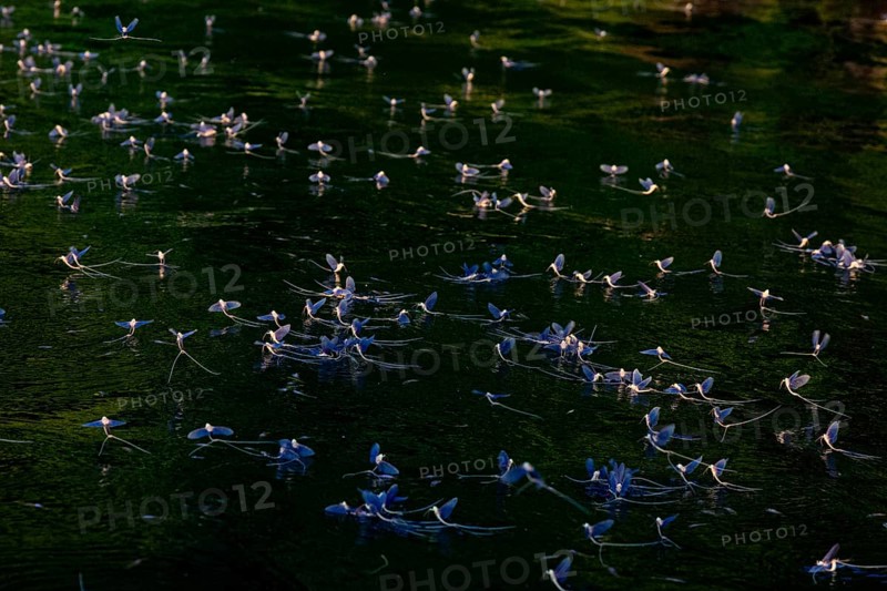Mayfly