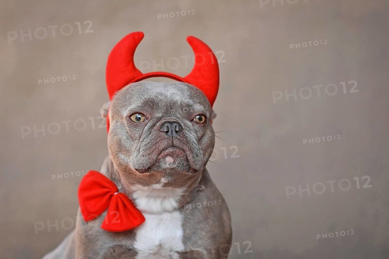 Portrait of French Bulldog dog wearing red devil horns and bow tie in front of gray background