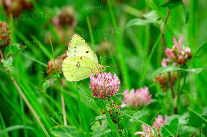 Pale clouded yellow