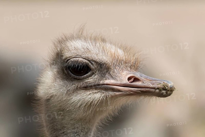 South African ostrich