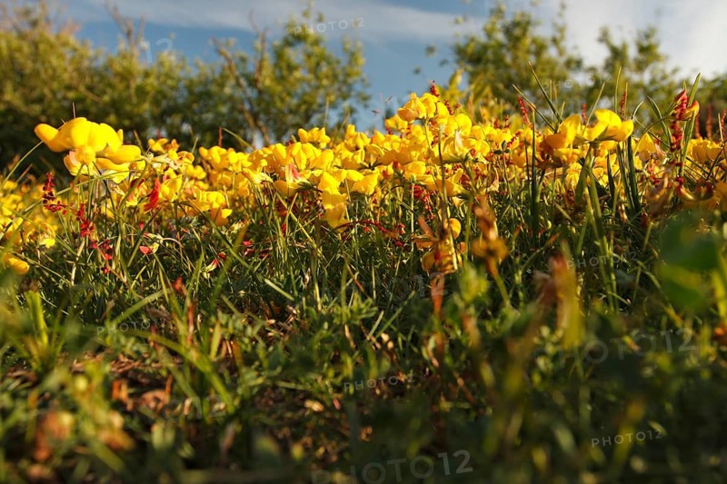 Bird's-foot trefoil