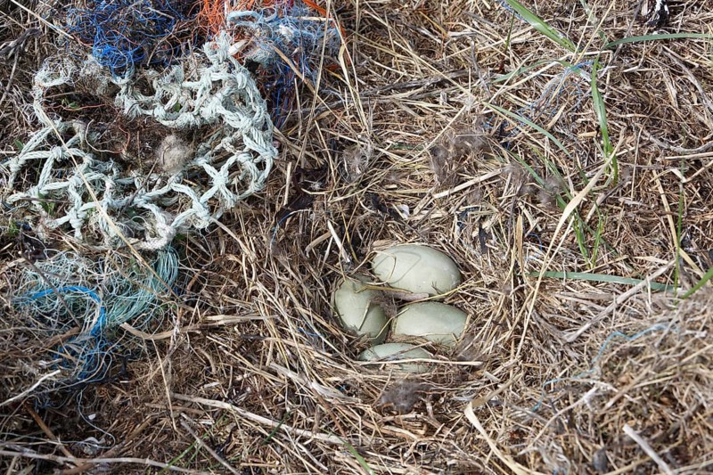 Litter from the sea