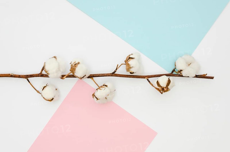 Flat lay cotton flowers colourful background