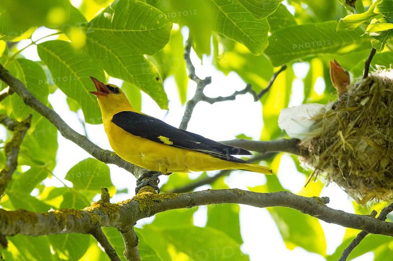 Eurasian golden oriole