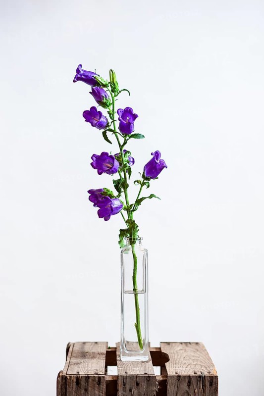 Mary bellflower