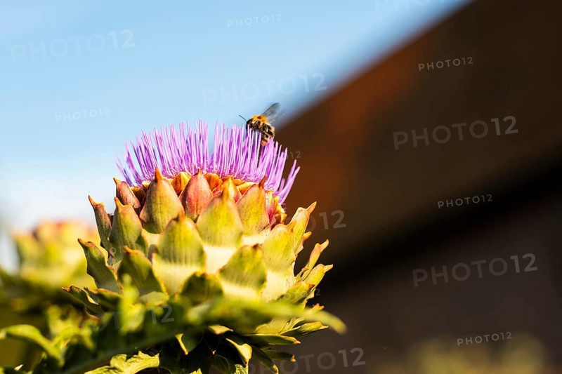 A bee flies onto the flower of an artichoke