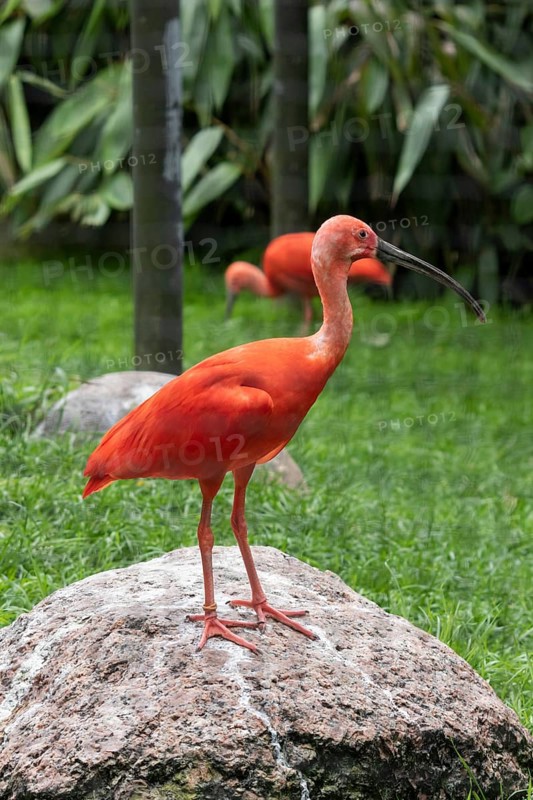 Scarlet ibis