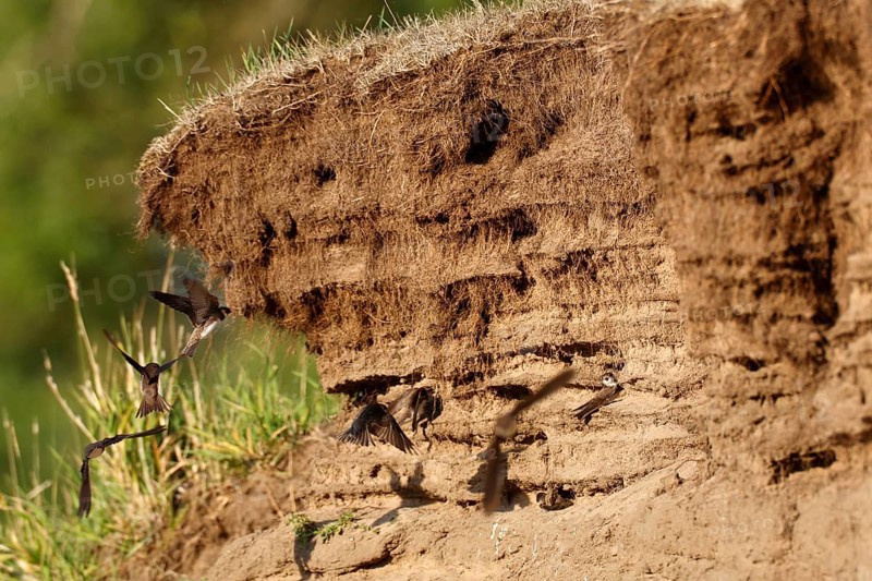 Sand martin