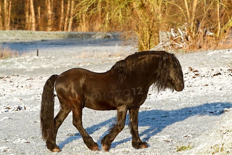 Stallion of a Friesian